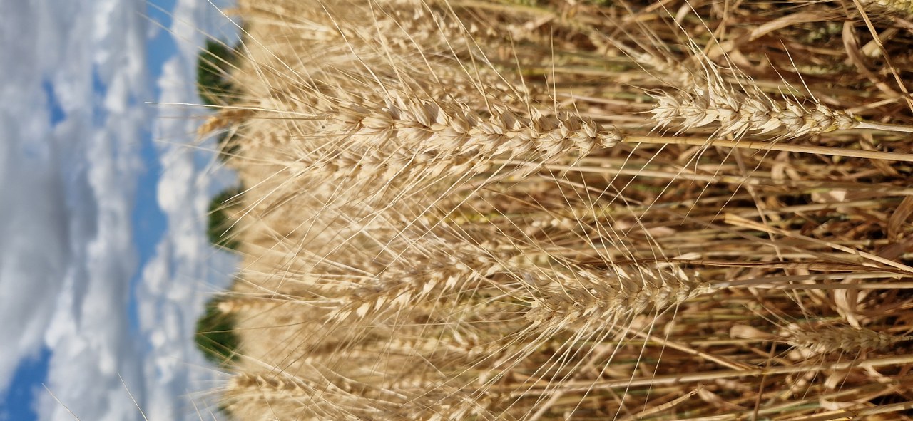 20250627_105343_1280x591.jpg